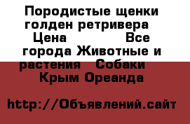 Породистые щенки голден ретривера › Цена ­ 25 000 - Все города Животные и растения » Собаки   . Крым,Ореанда
